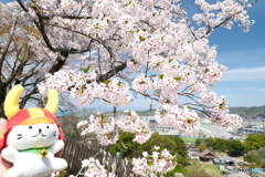 今年の桜の見納めに彦根城５