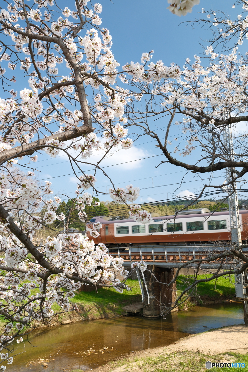 玉湯川堤の桜は長い道のり３