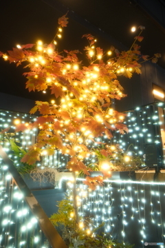 都城まちなかイルミネーション2025-16