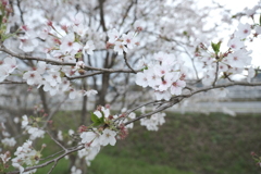 今年の桜は見頃のタイミングに難攻した挙句散り始め、綾部にて１４