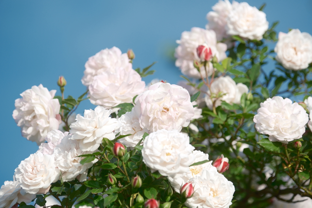 GWに咲いていた薔薇１