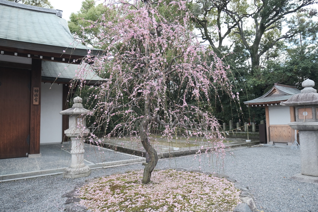 花びらが散っても最後に見せるとき１