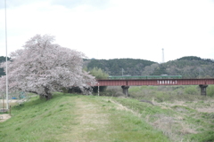 今年の桜は見頃のタイミングに難攻した挙句散り始め、綾部にて６