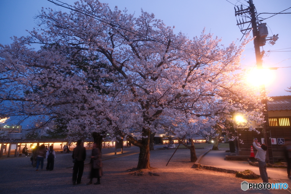 松江城の夜桜１