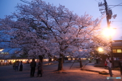 松江城の夜桜１