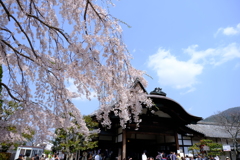 絶好の花見日和in醍醐寺１