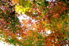 今年最後の見頃であろう紅葉２