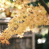 兼六園の紅葉巡り２