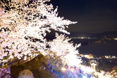 傘松公園夜桜ライトアップ、傘彩桜８