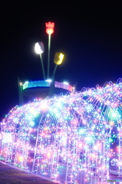 チューリップ公園KIRAKIRAミッション2024-2