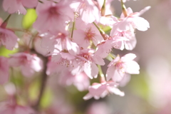 見頃な桜を探して４