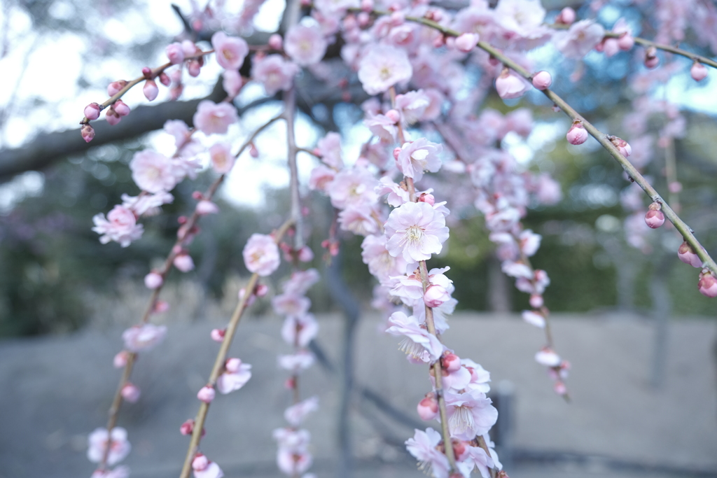 春がきたと思いきや、冬の寒さにカムバックした時１５