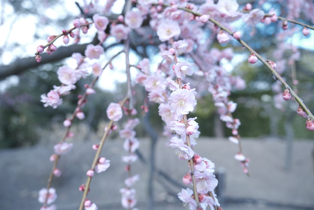 春がきたと思いきや、冬の寒さにカムバックした時１５