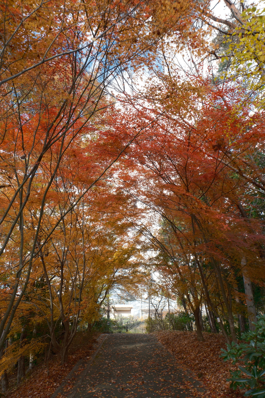 12月の紅葉１８