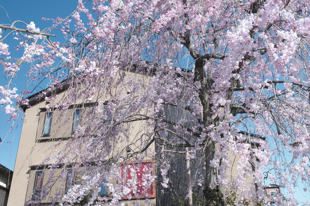 快晴の桜日和、浅野川沿い９