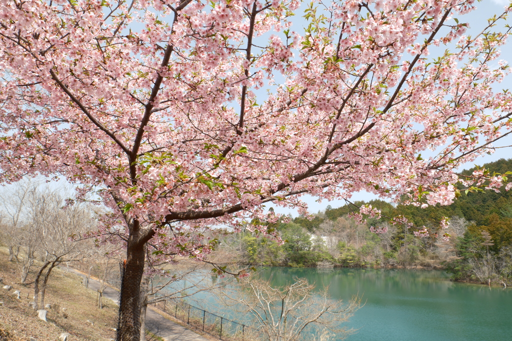 ３月末に見れた桜は河津桜６