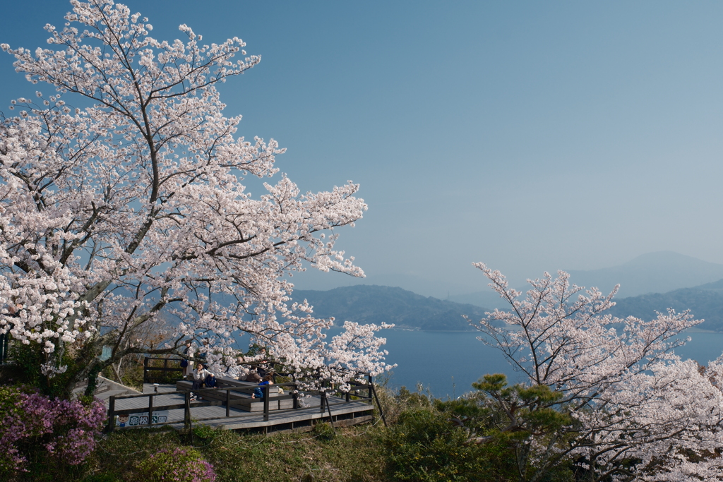 黄砂で霞んだが快晴の桜１
