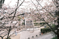 今年の桜は見頃のタイミングに難攻した挙句散り始め４