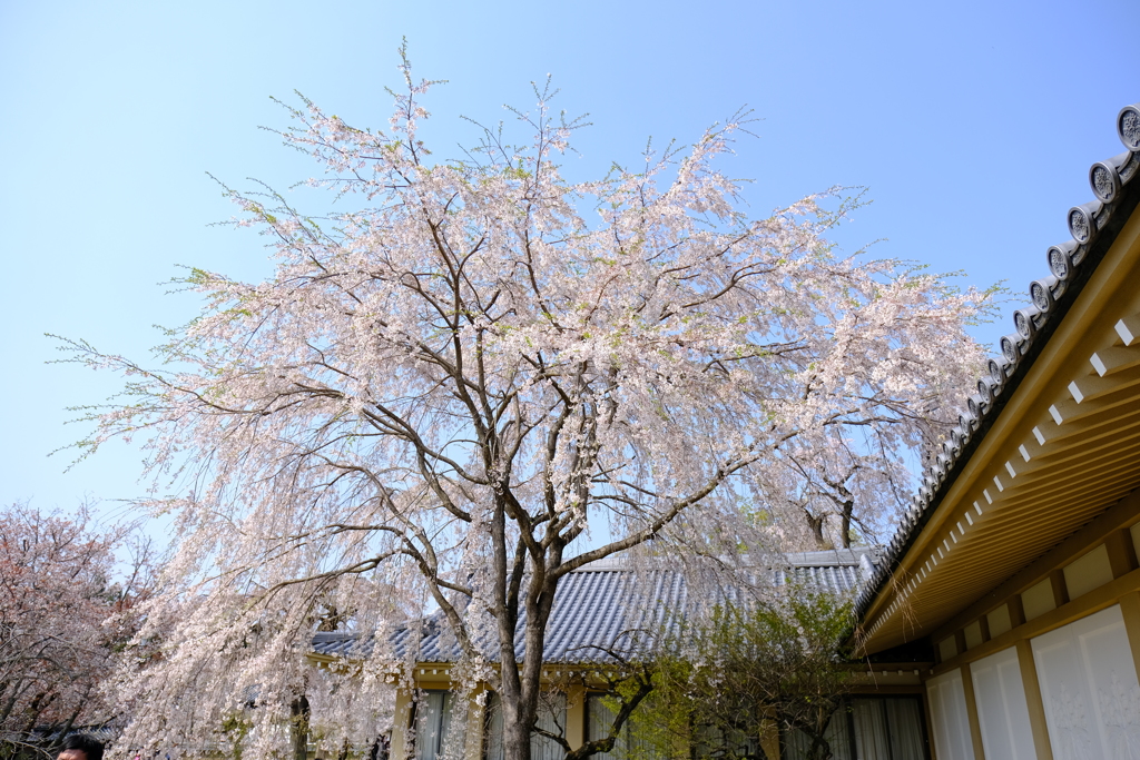 絶好の花見日和in醍醐寺８