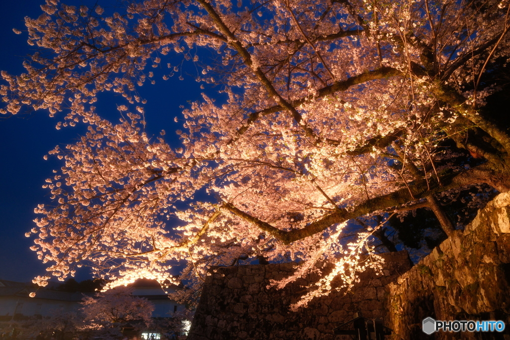 今年の桜の見納めに彦根城周辺の夜桜１