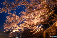 今年の桜の見納めに彦根城周辺の夜桜１