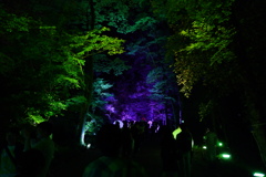 下鴨神社 糺の森の光の祭１