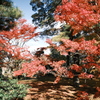 兼六園の紅葉巡り５