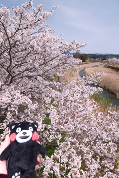 人吉市にて桜巡り８