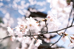 晴れた日に見れた見頃の桜、長谷寺にて５