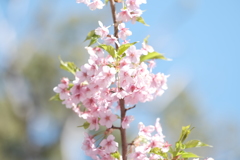 見頃な桜を探して３
