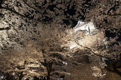 終電迄時間がなかったので大急ぎで撮った夜桜、金沢城公園８