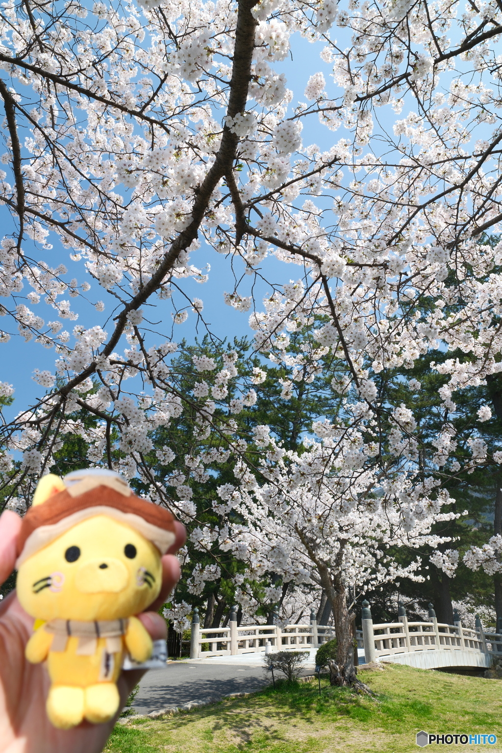 良縁は快晴の桜巡りにあり１