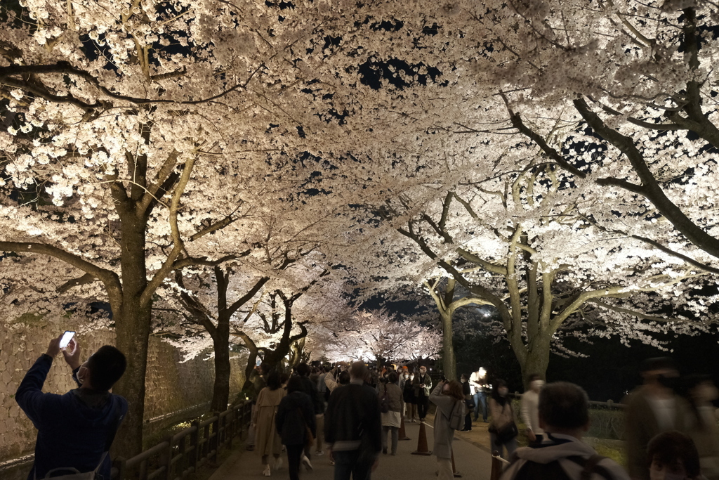 終電迄時間がなかったので大急ぎで撮った夜桜、金沢城公園３