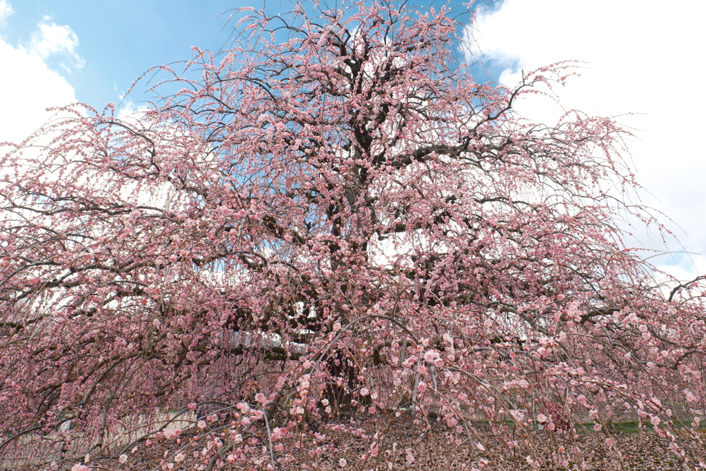 今年の3月は少し寒かった時１