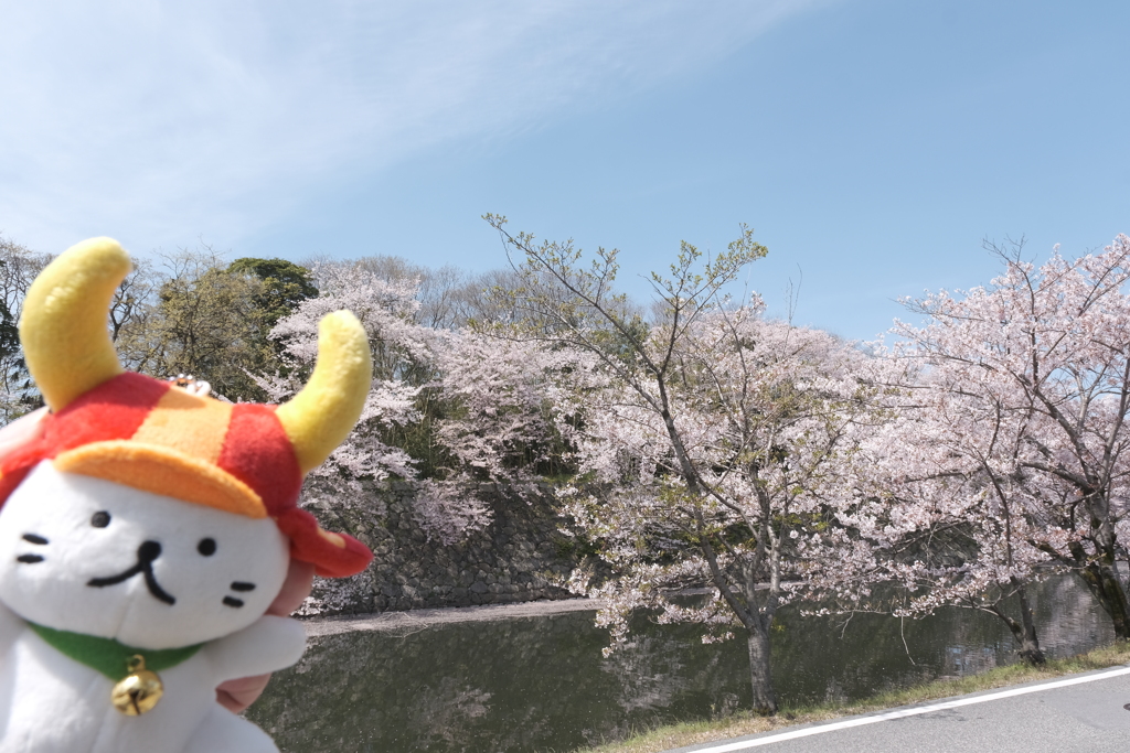 桜の見頃も終わりどき、これで一旦写活も自粛せざるを得ません１