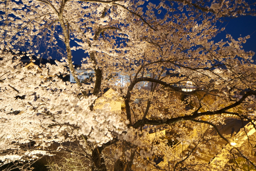 今年の桜巡りは詰め込みすぎて、福知山城夜桜１