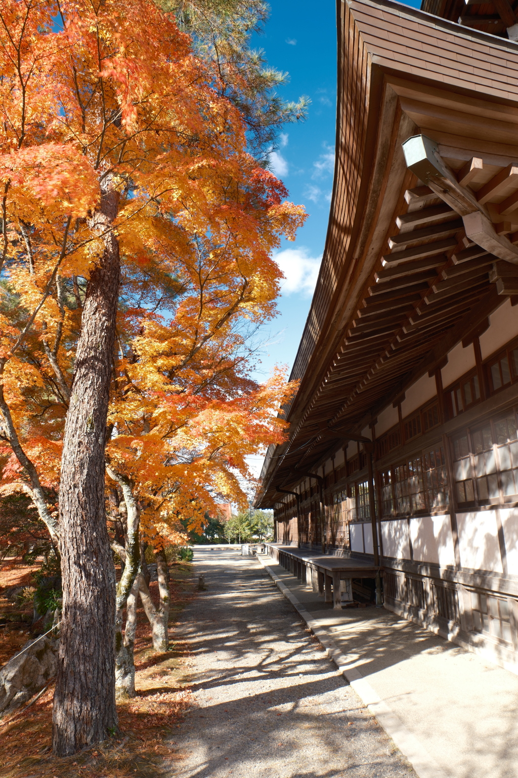 12月の紅葉５