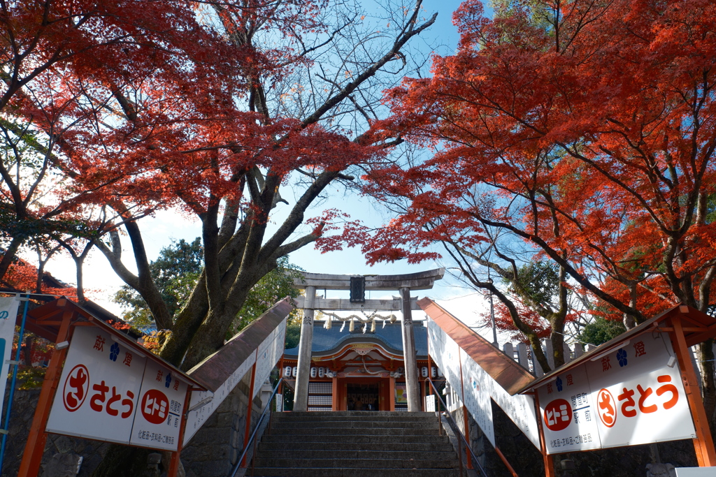 12月の紅葉１３