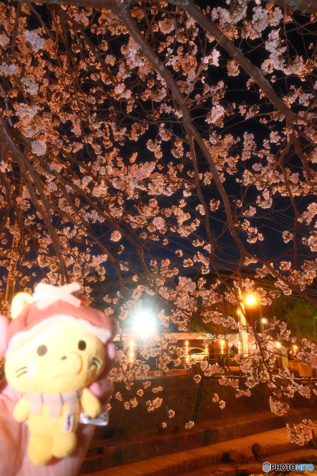 玉湯川堤の夜桜７