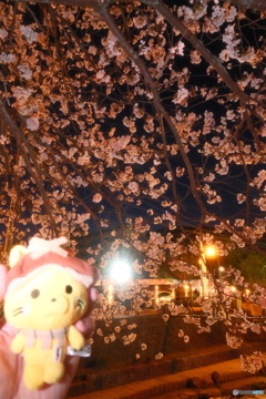 玉湯川堤の夜桜７