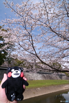 熊本城周辺の桜５