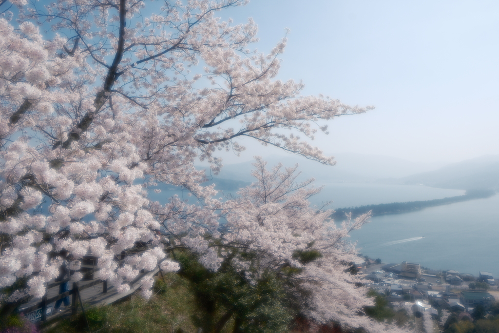 黄砂で霞んだが快晴の桜２