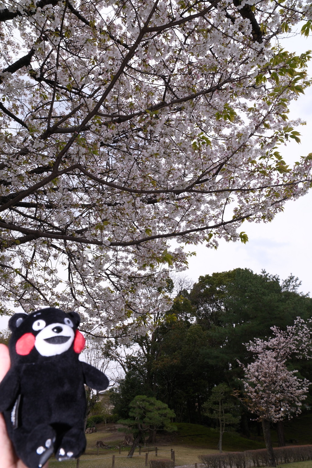 九州で桜を撮りに行くのは初めて２