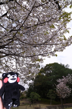 九州で桜を撮りに行くのは初めて２