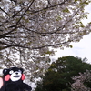 九州で桜を撮りに行くのは初めて２