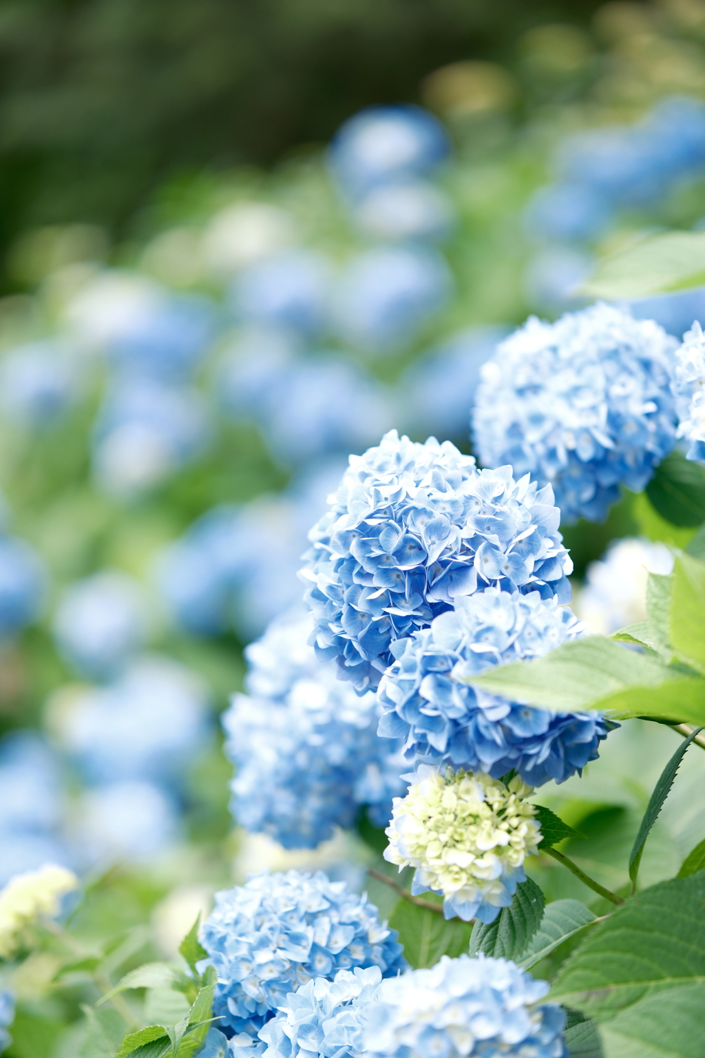 4分咲にして今年の紫陽花散策はいがいと最後２