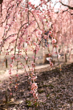 今年の3月は少し寒かった時３