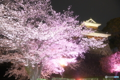 熊本城周辺の夜桜４