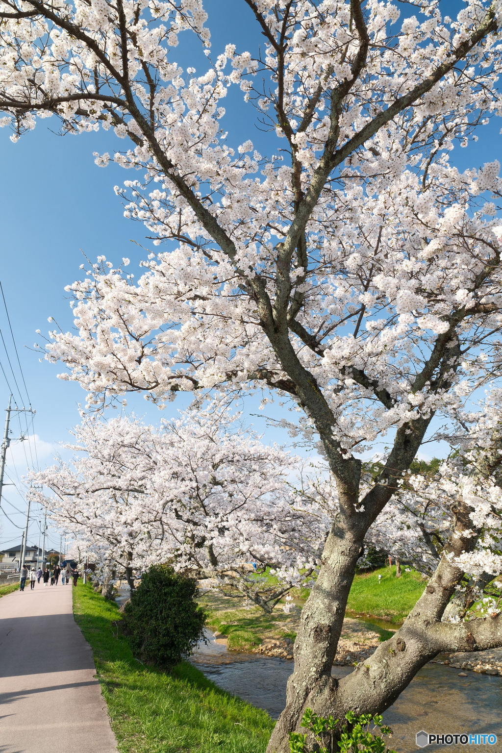 玉湯川堤の桜は長い道のり７