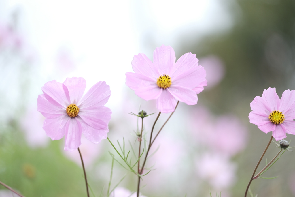 通りすがりの秋桜